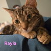 adoptable Cat in  named Rayla