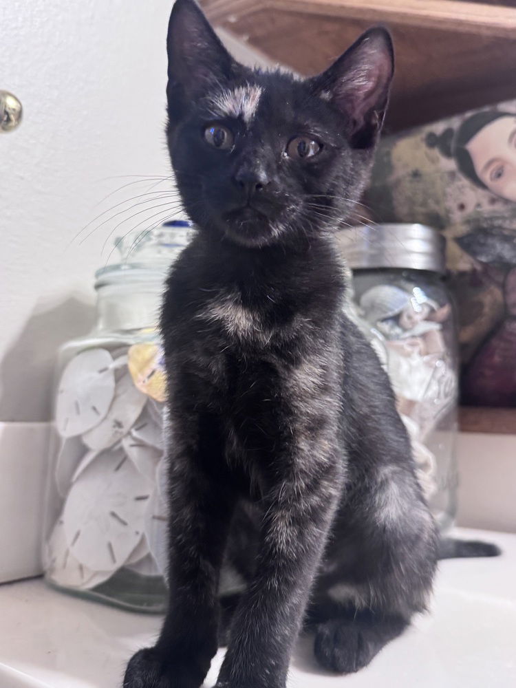adoptable Cat in Conway, AR named Haru