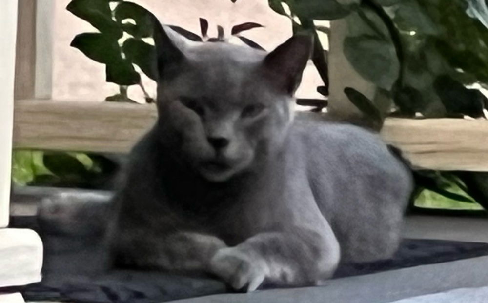 adoptable Cat in Conway, AR named Lady