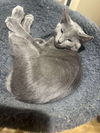 adoptable Cat in  named Blue