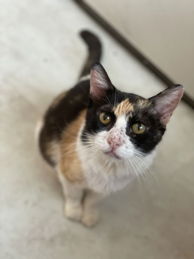 adoptable Cat in Conway, AR named Skittles
