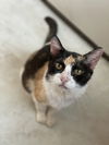 adoptable Cat in  named Skittles