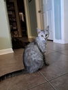 adoptable Cat in  named Violet