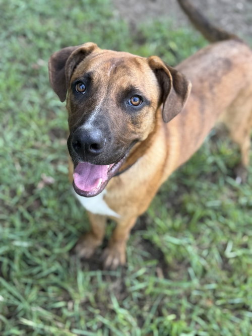 picture of the dog needing adoption