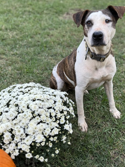 picture of the dog needing adoption