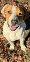 Buddy - Photo 1