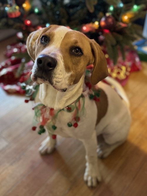 BUDDY - Hound available for adoption