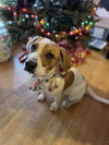 Buddy - Photo 3