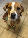 Buddy - Photo 4