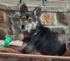 Callie - Photo 2