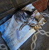 Callie - Photo 3
