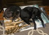 Callie - Photo 4