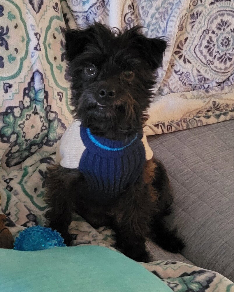 Little Buddy