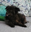 Little Buddy - Photo 3
