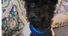 Little Buddy - Photo 1
