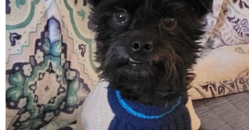Little Buddy, an adoptable Schnauzer in Conway, AR