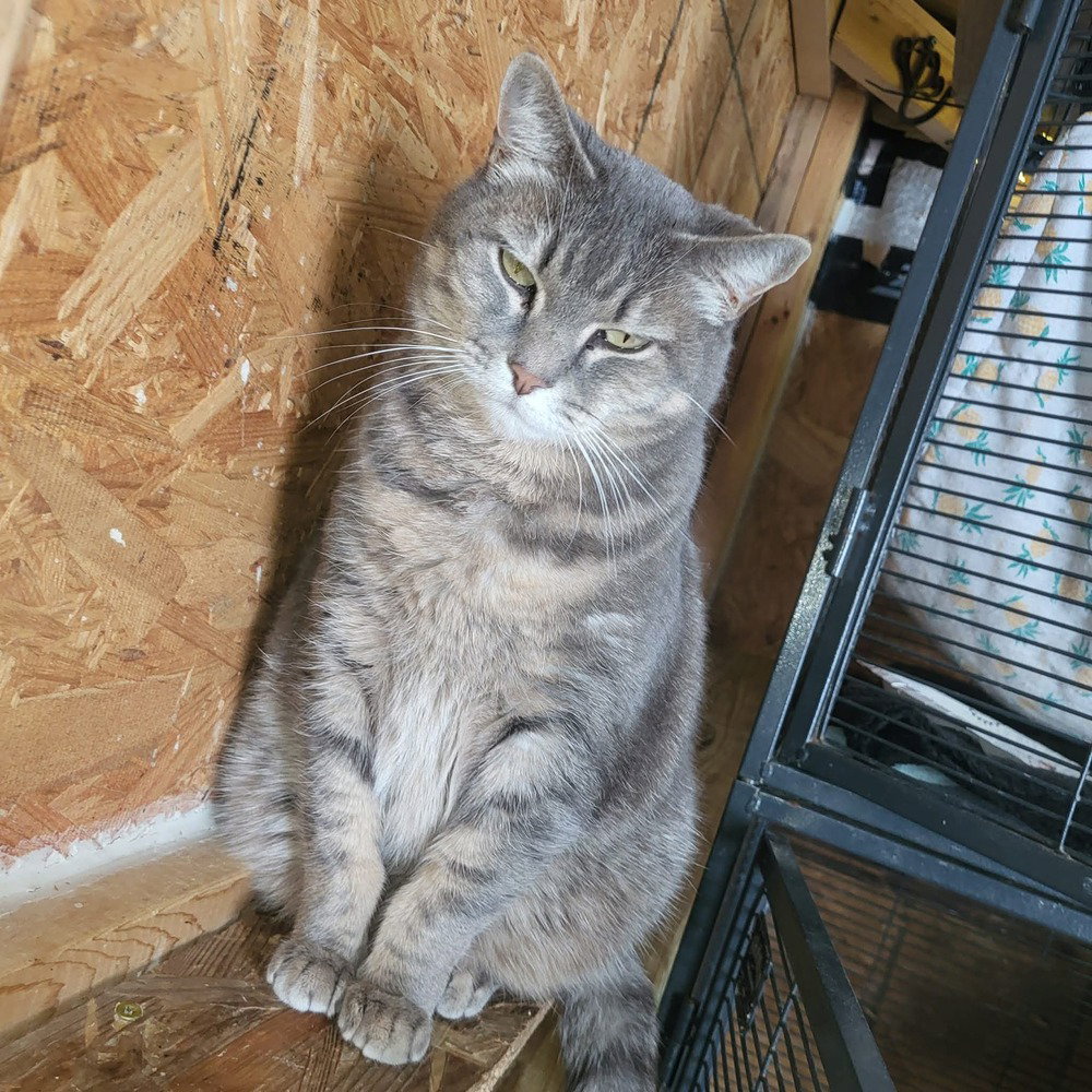 Miss Grey