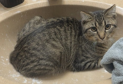 picture of the cat needing adoption