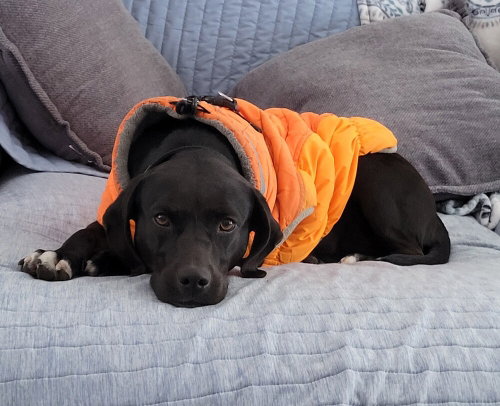 picture of the dog needing adoption