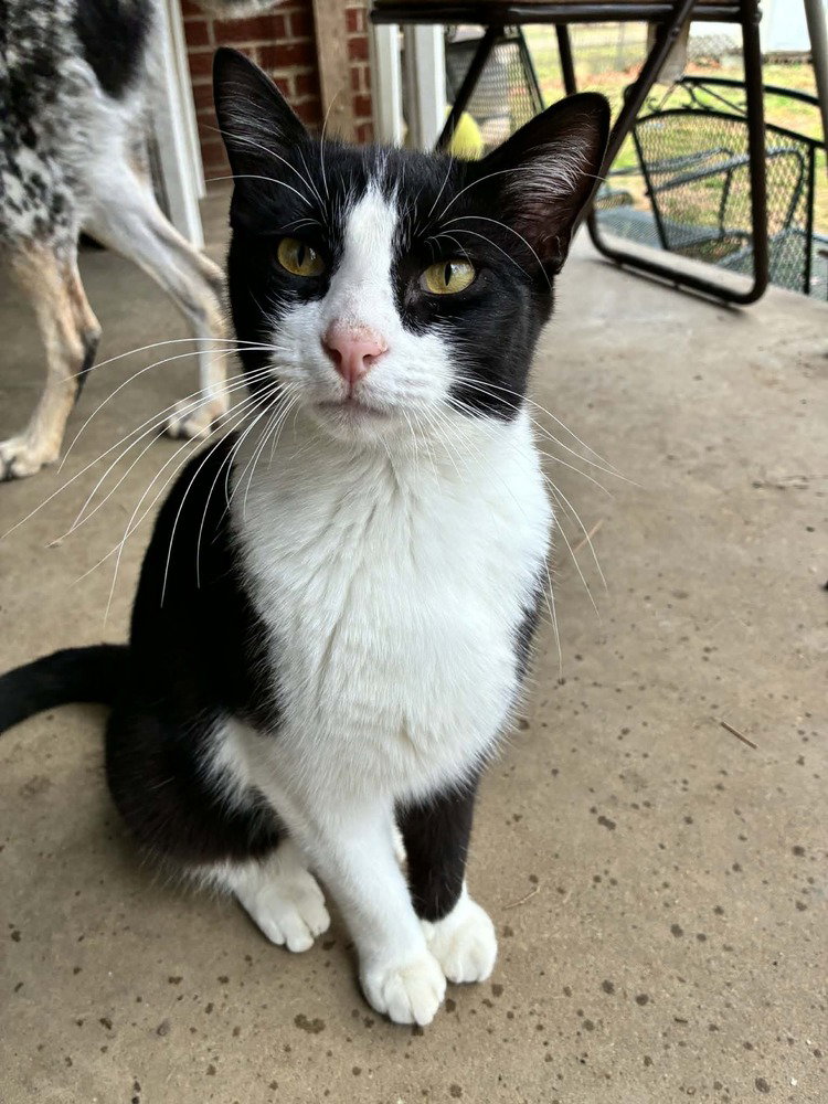 Rufus