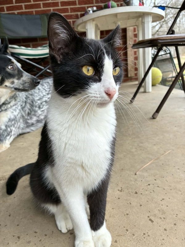 Rufus