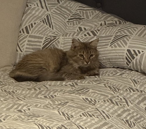picture of the cat needing adoption