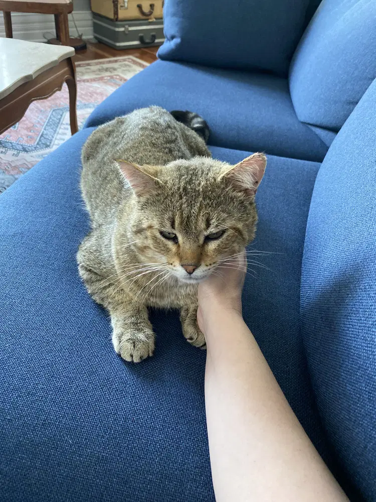 Kitty Cent - Domestic Short Hair