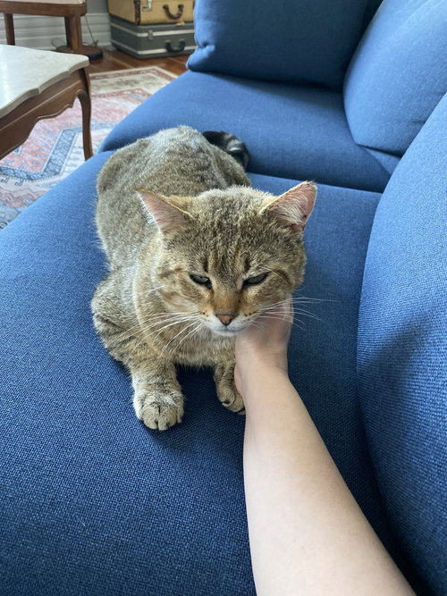 Kitty Cent, an adoptable Domestic Short Hair in Conway, AR