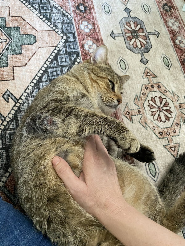 Kitty Cent
