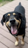 Buddy - Photo 1