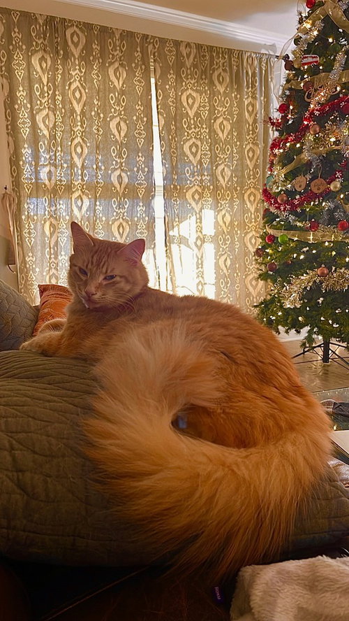 Leo, an adoptable Domestic Long Hair in Conway, AR