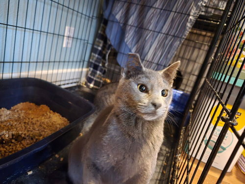 Hillary, an adoptable Russian Blue in Conway, AR