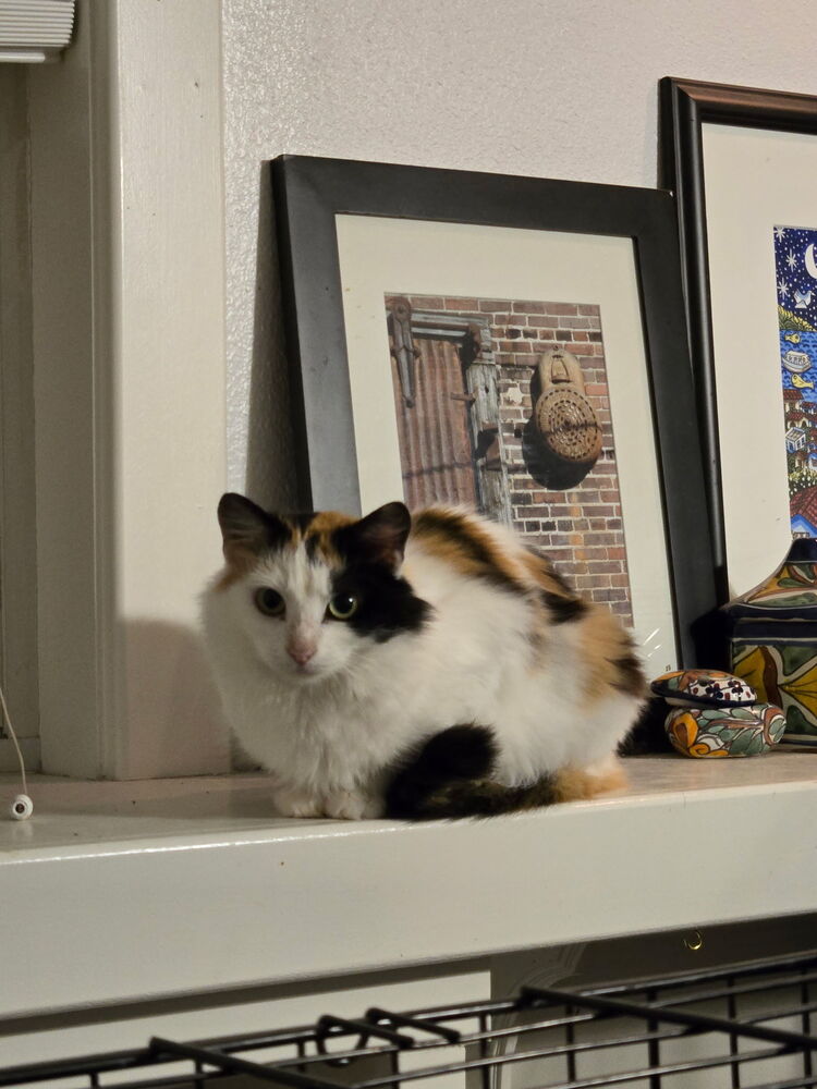 Cinnamon