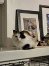 Cinnamon - Photo 1
