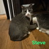 Steve - Photo 1