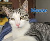 Mouse - Photo 1