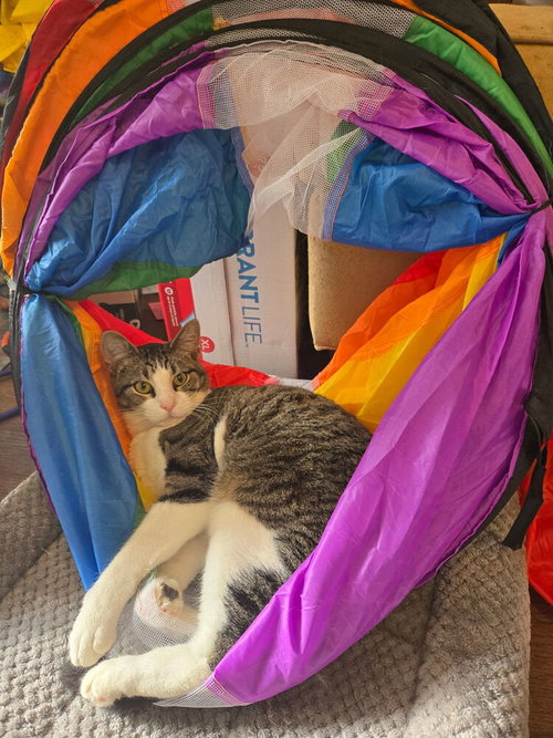 Toby, an adoptable Domestic Short Hair in Conway, AR
