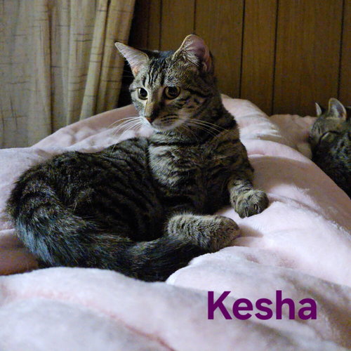 Kesha, an adoptable Domestic Short Hair in Conway, AR
