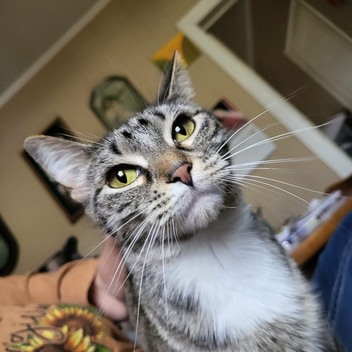 Essie, an adoptable Domestic Short Hair in Conway, AR
