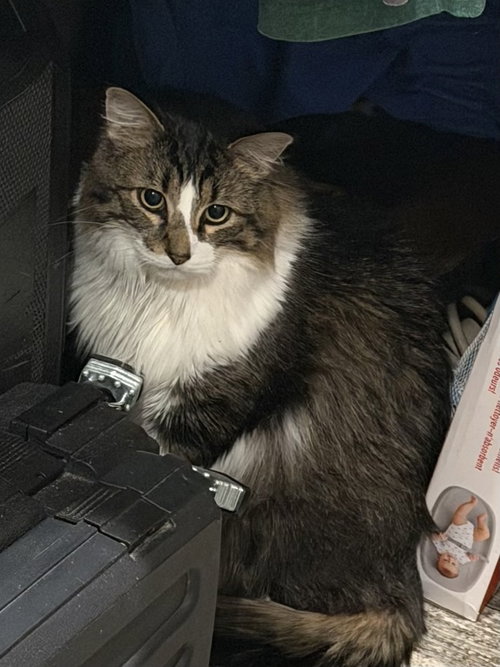 Moose, Adult Domestic Long Hair (long coat), cat for adoption in North Little Rock, Arkansas