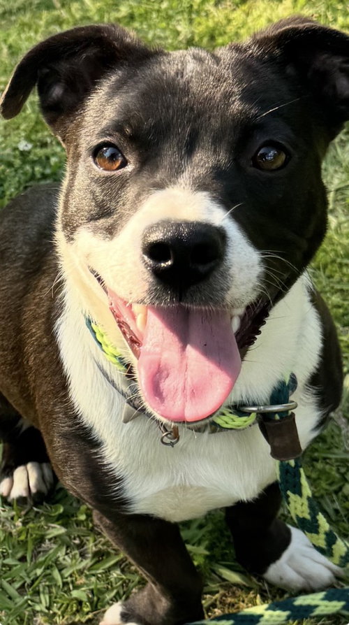 Mattison, a dog for adoption from ArkanPaws Animal Rescue