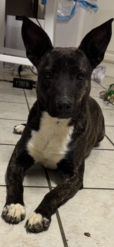 Daphne