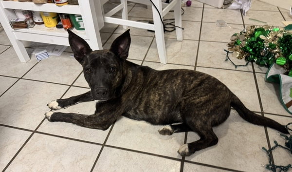 Daphne