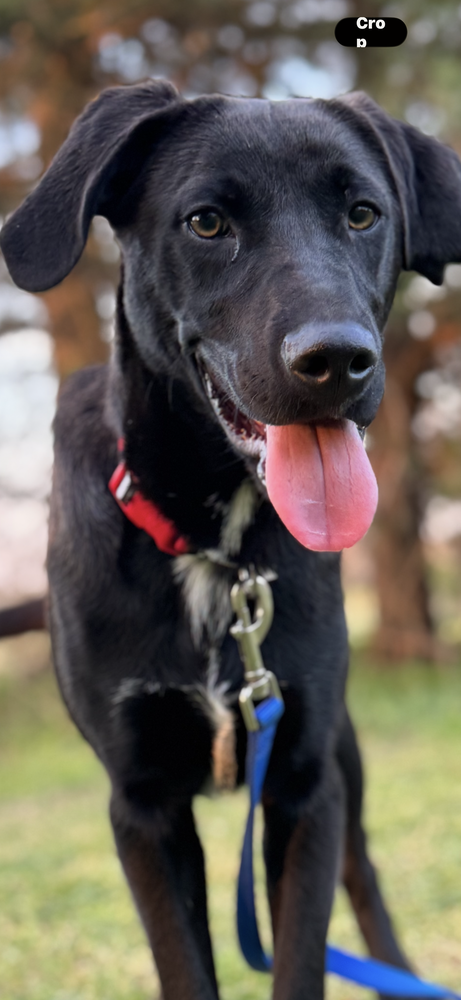 Ryder