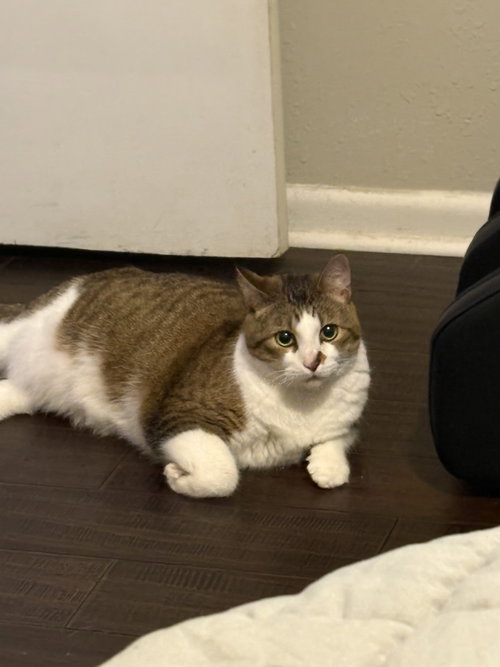 Jamie, Adult Domestic Short Hair / Mixed (short coat), cat for adoption in North Little Rock, Arkansas
