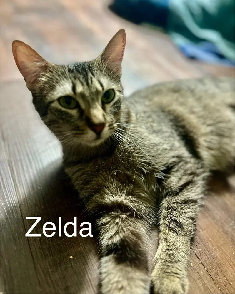 Zelda - Domestic Short Hair
