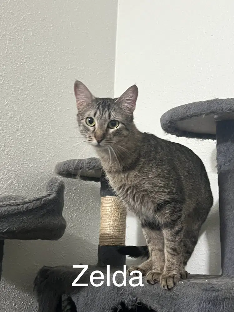 Zelda image 2