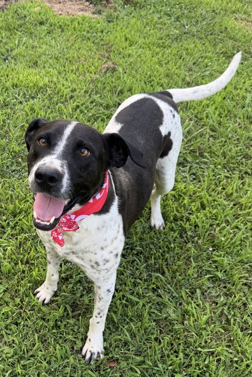 Boogie, an adoptable Pointer in Conway, AR