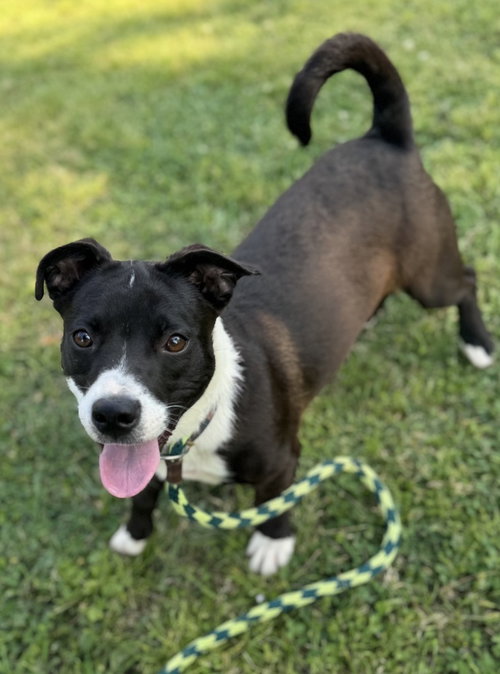 MATTISON - Terrier available for adoption