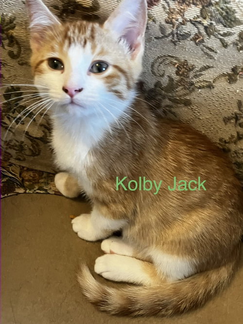 Kolby Jack, an adoptable Domestic Short Hair in Conway, AR